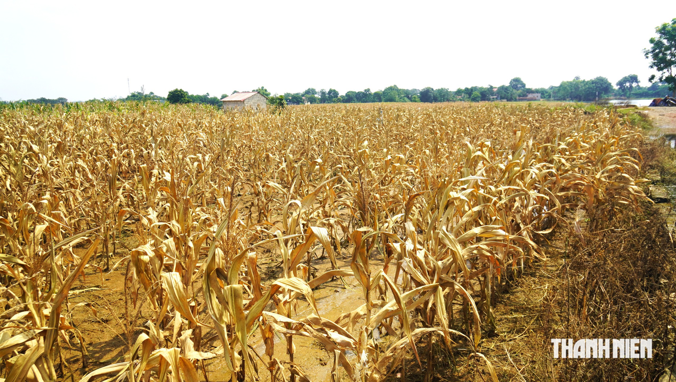 300 ha dứa gai chết thối - Ảnh 10.