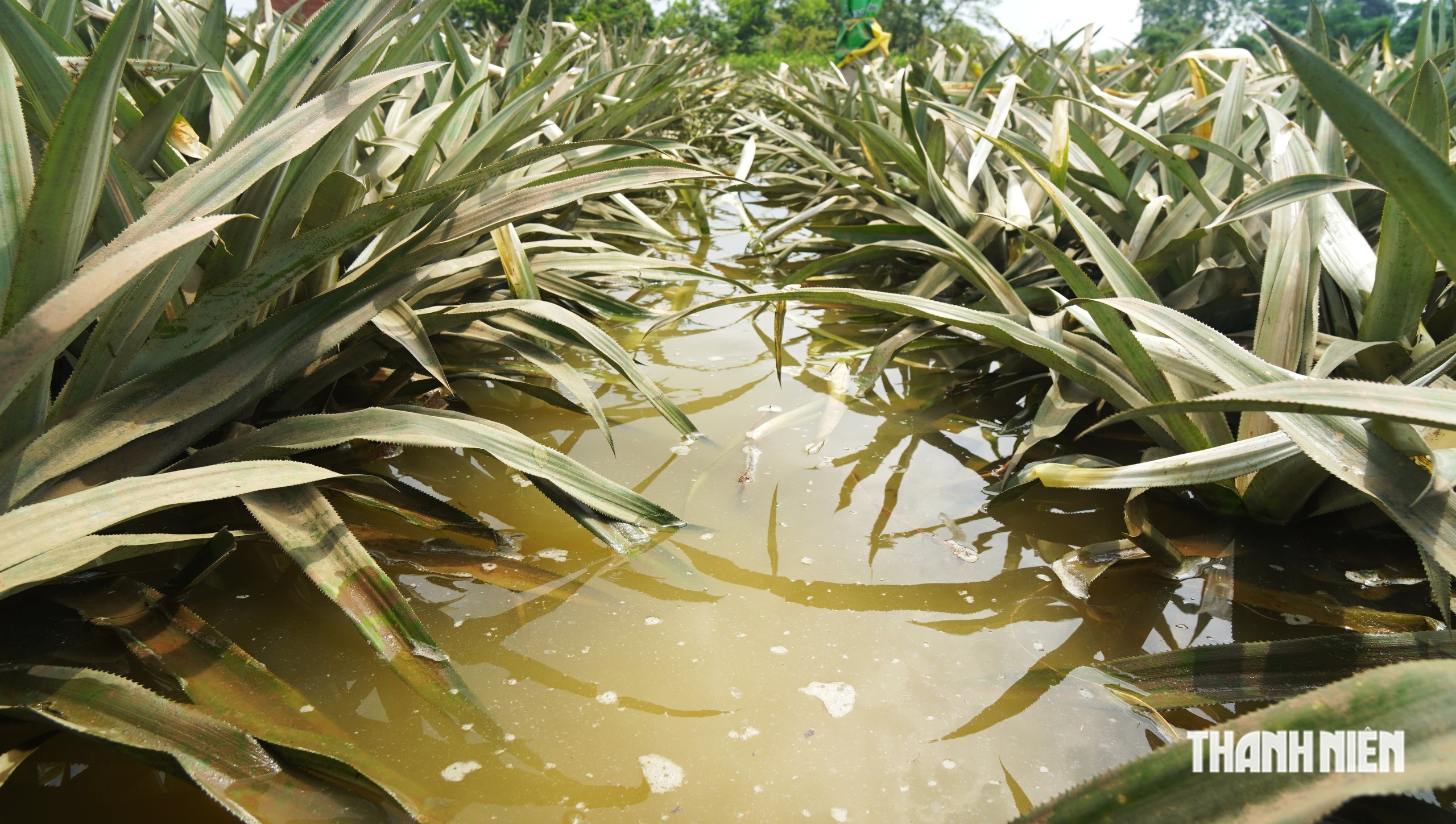 300 ha dứa gai chết thối - Ảnh 4.