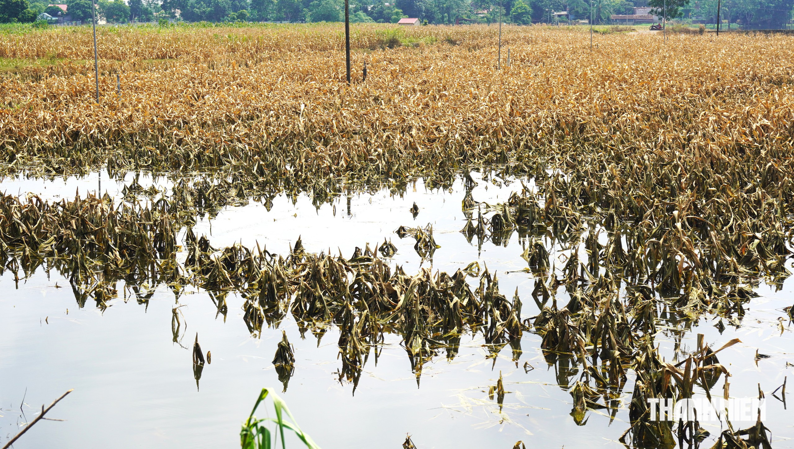 300 ha dứa gai chết thối - Ảnh 7.