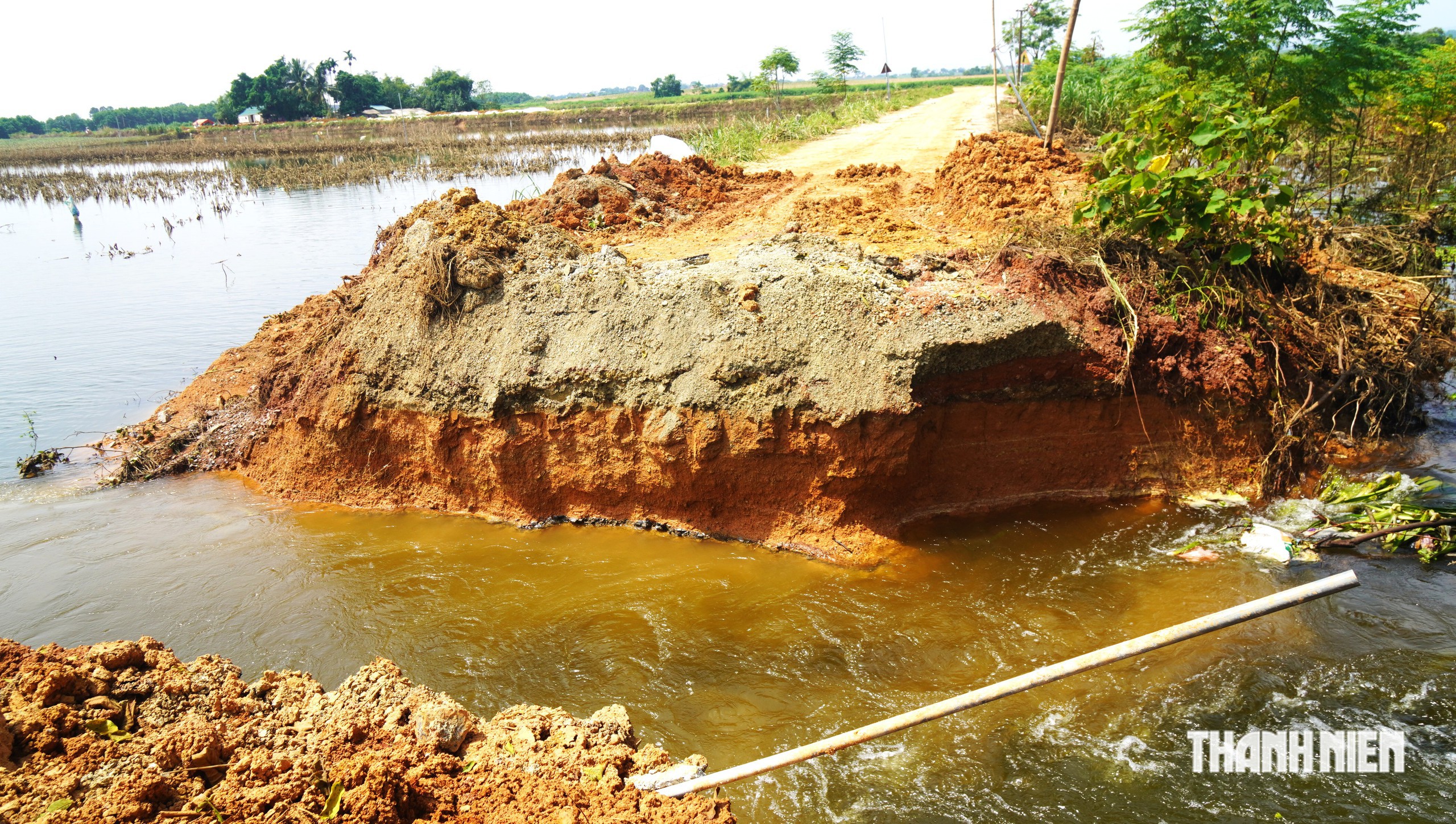 300 ha dứa gai chết thối - Ảnh 11.