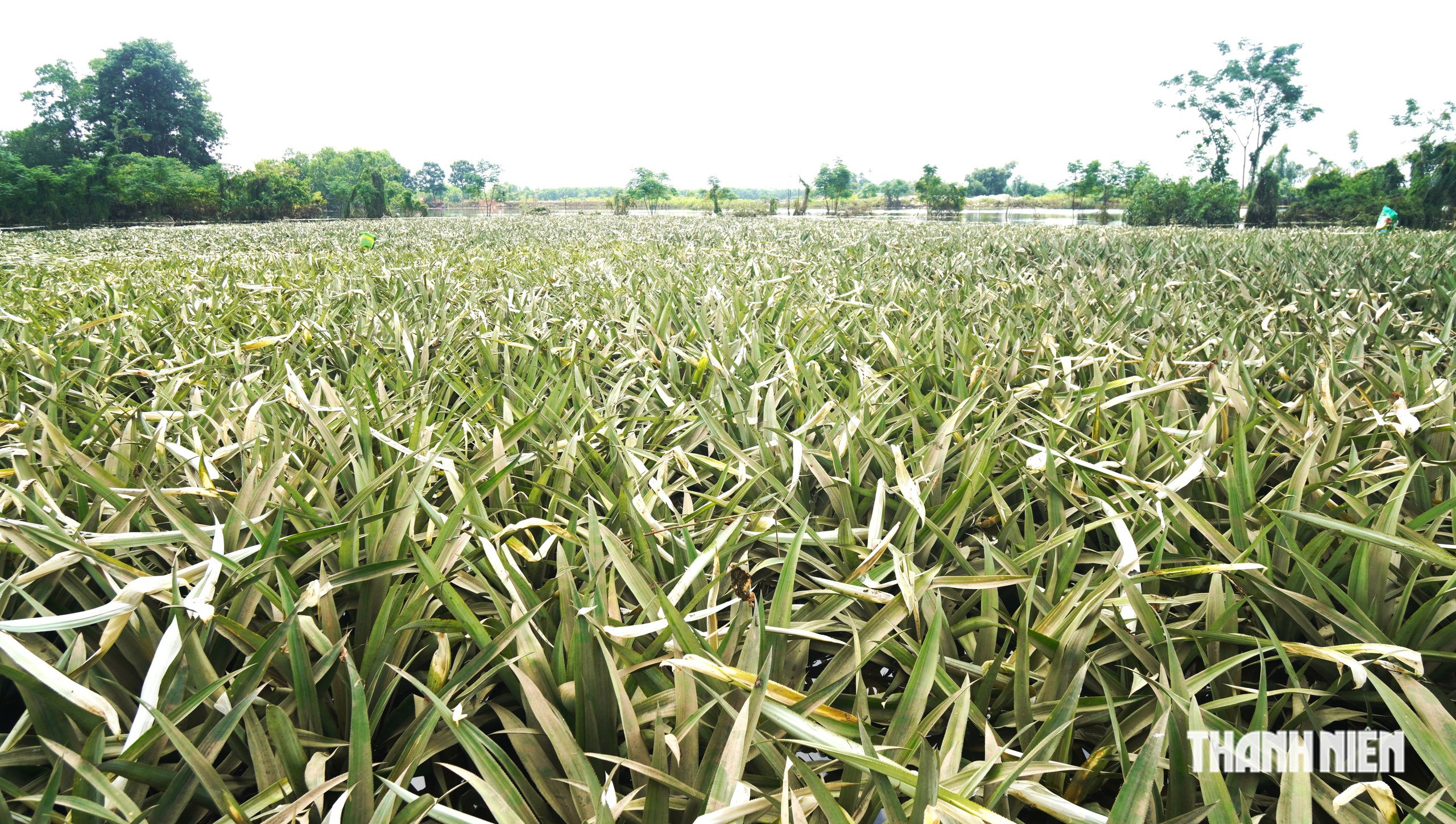 300 ha dứa gai chết thối - Ảnh 2.