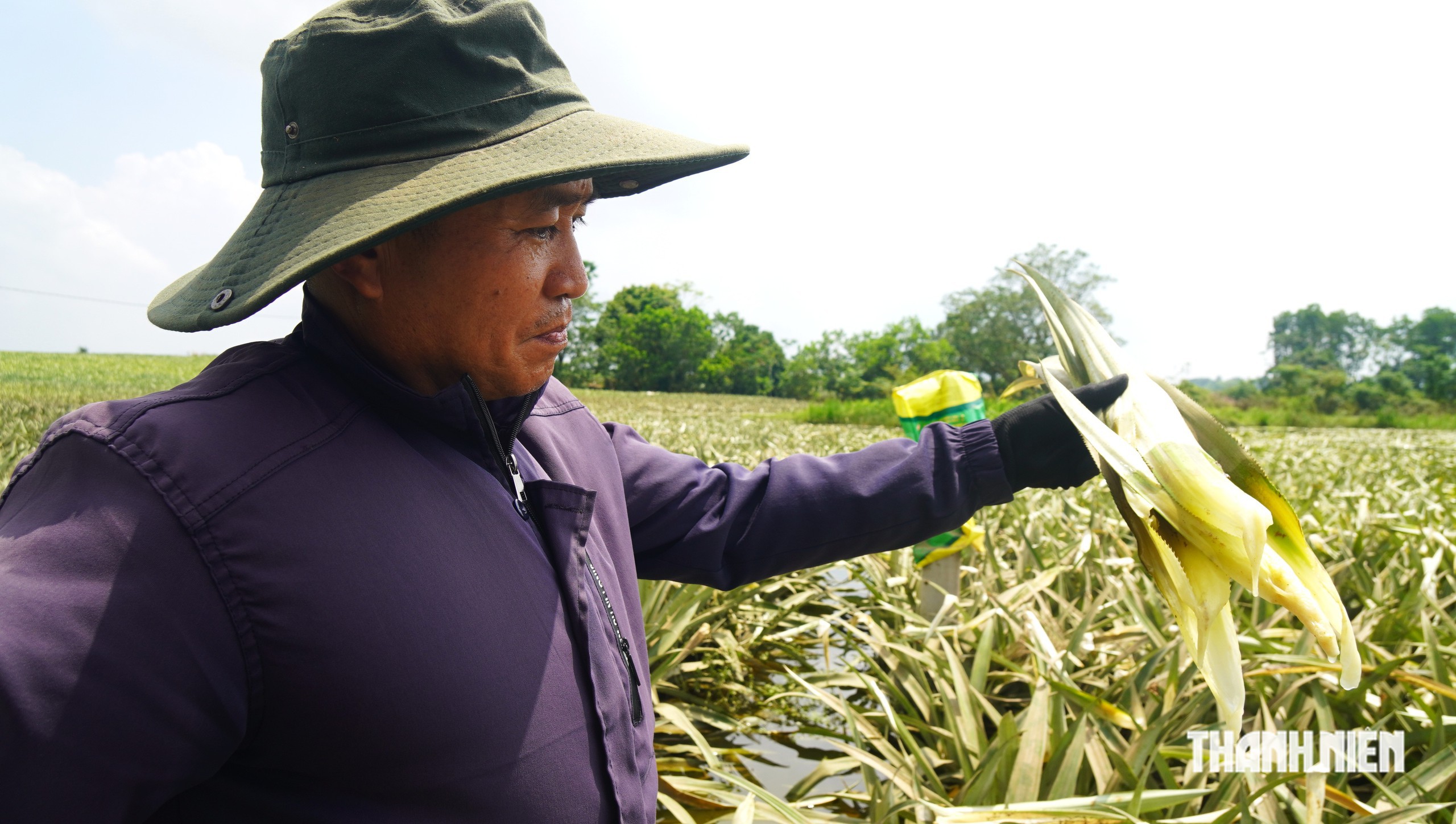 300 ha dứa gai chết thối - Ảnh 1.