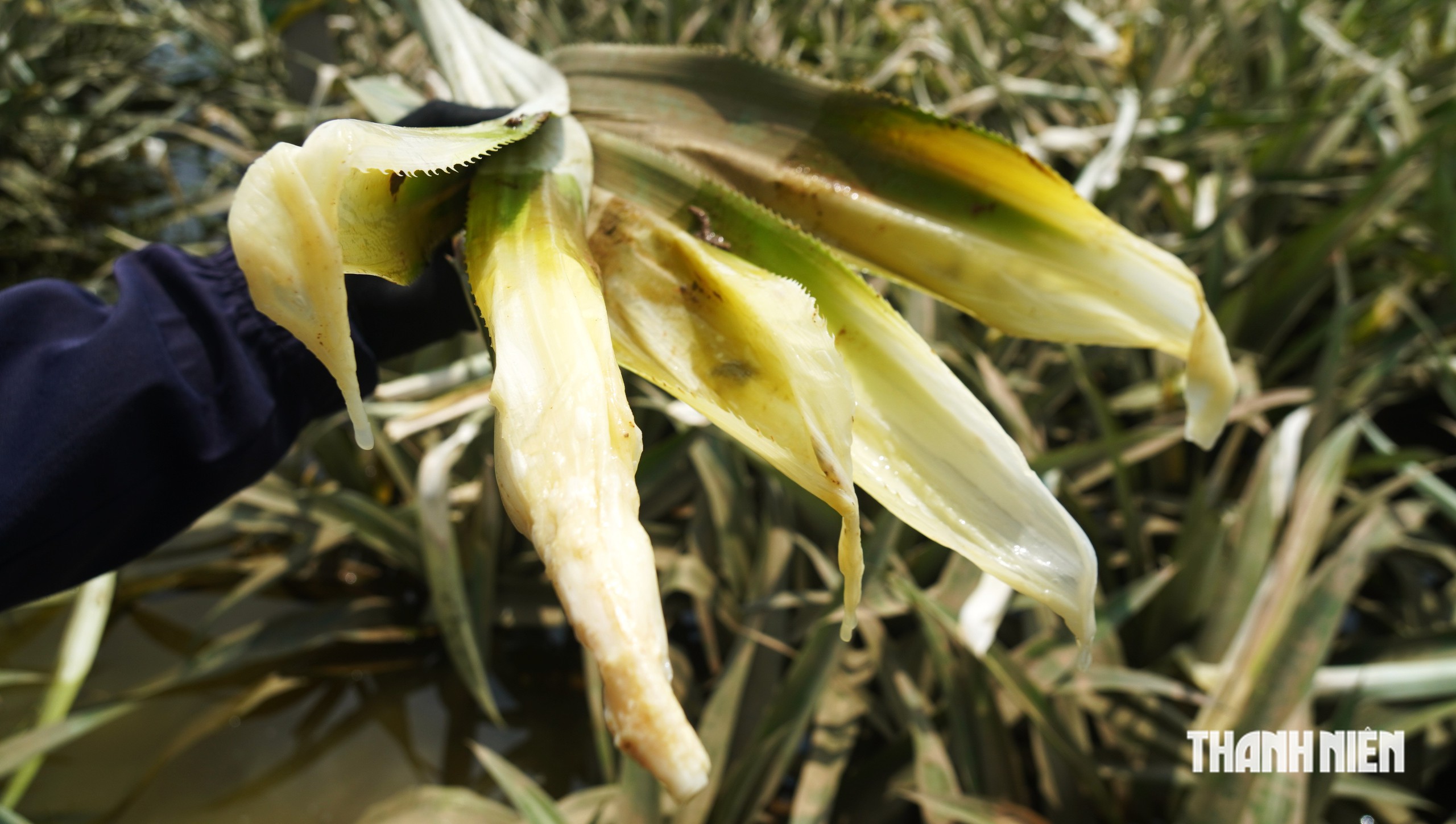 300 ha dứa gai chết thối - Ảnh 3.
