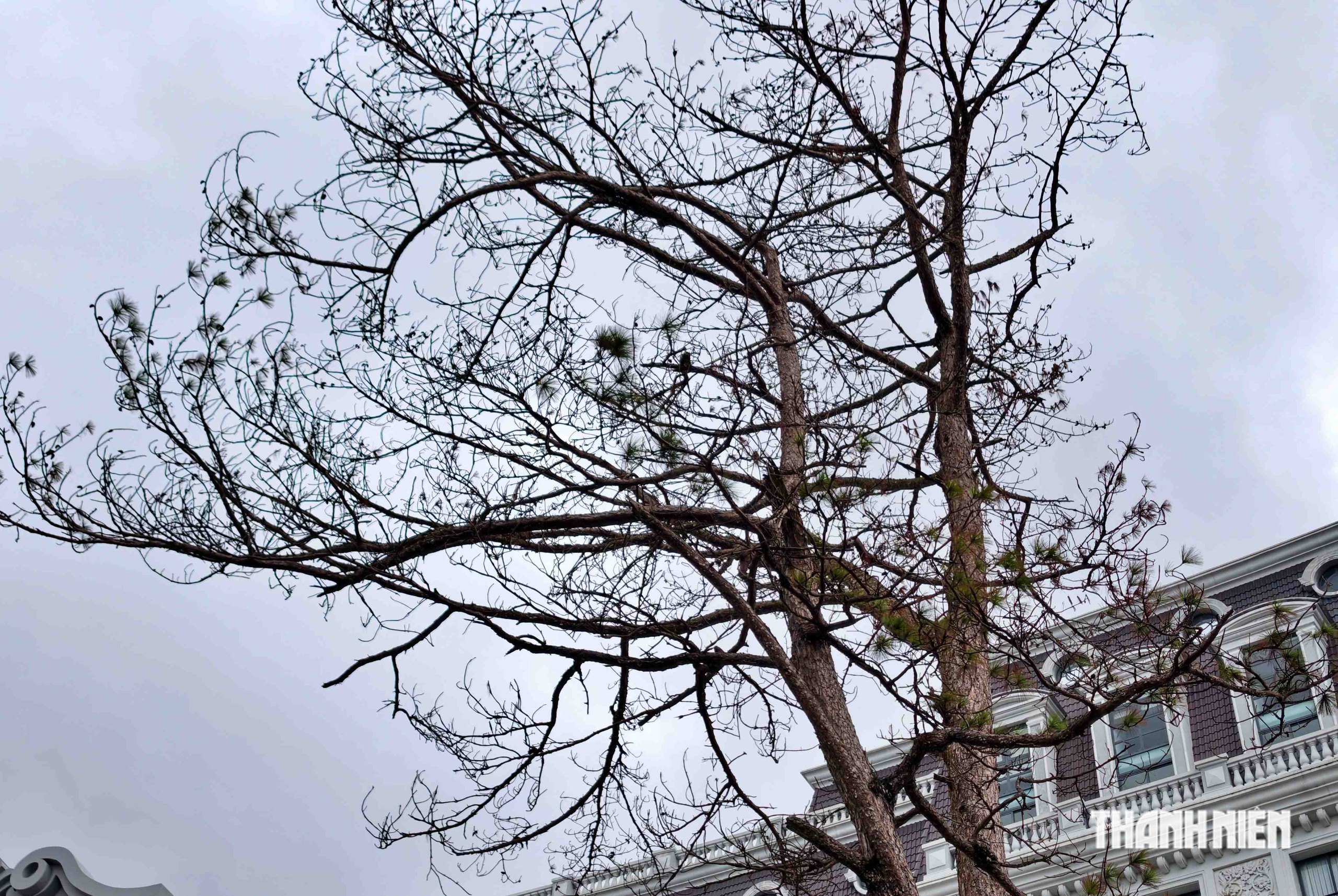 Chặt hạ h&agrave;ng chục c&acirc;y th&ocirc;ng g&acirc;y nguy hiểm tr&ecirc;n đ&egrave;o Prenn- Ảnh 3.