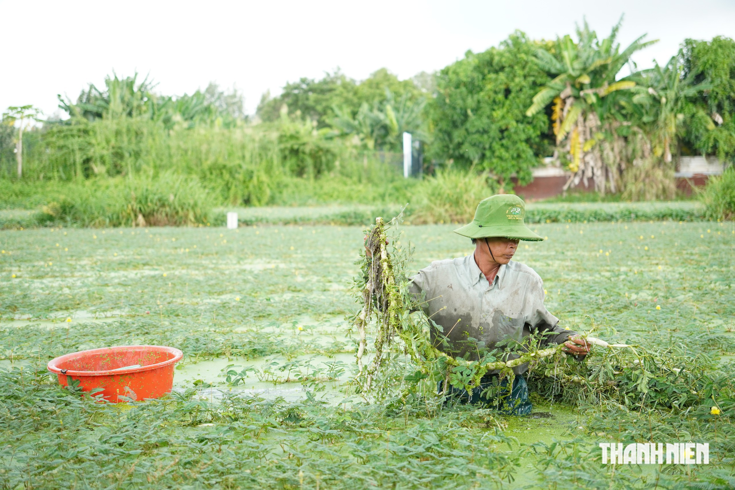 20 năm sống nhờ rau nhút giữa TP.HCM: Nắng mưa vẫn xuống ruộng, - Ảnh 2.