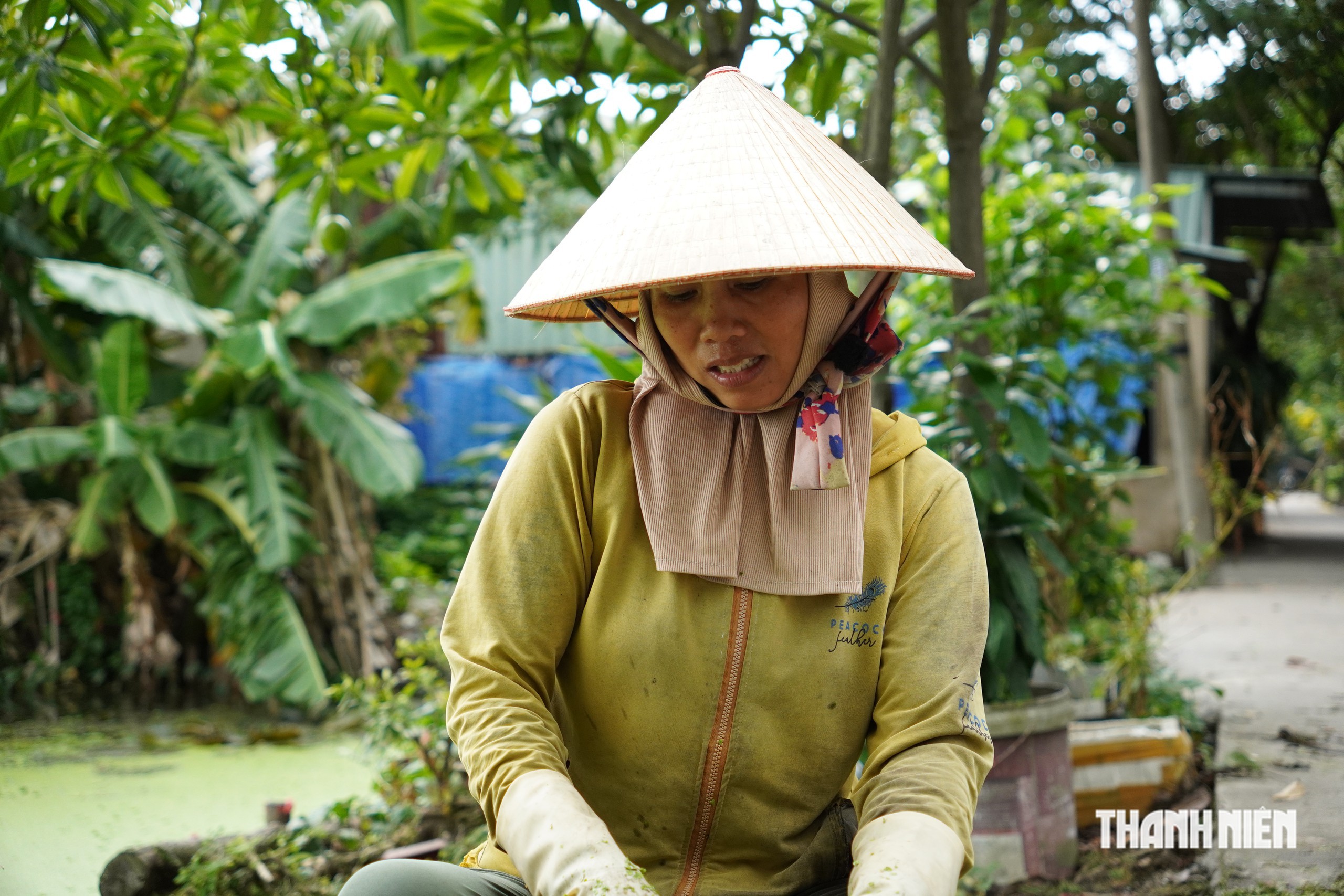 20 năm sống nhờ rau nhút giữa TP.HCM: Nắng mưa vẫn xuống ruộng, - Ảnh 1.