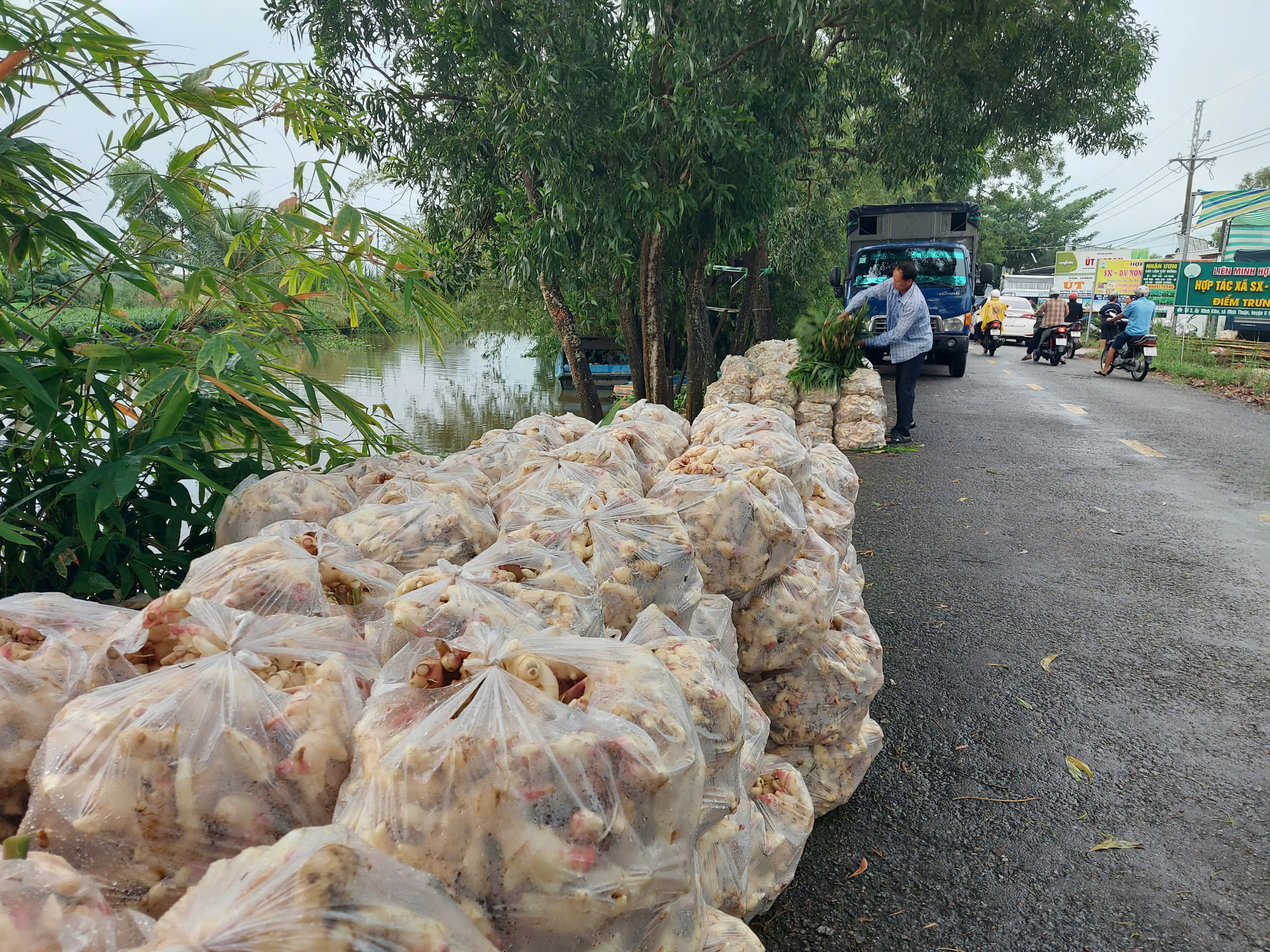 Nông dân An Giang vất vả thu hoạch lúa, hoa màu chạy lũ- Ảnh 4.