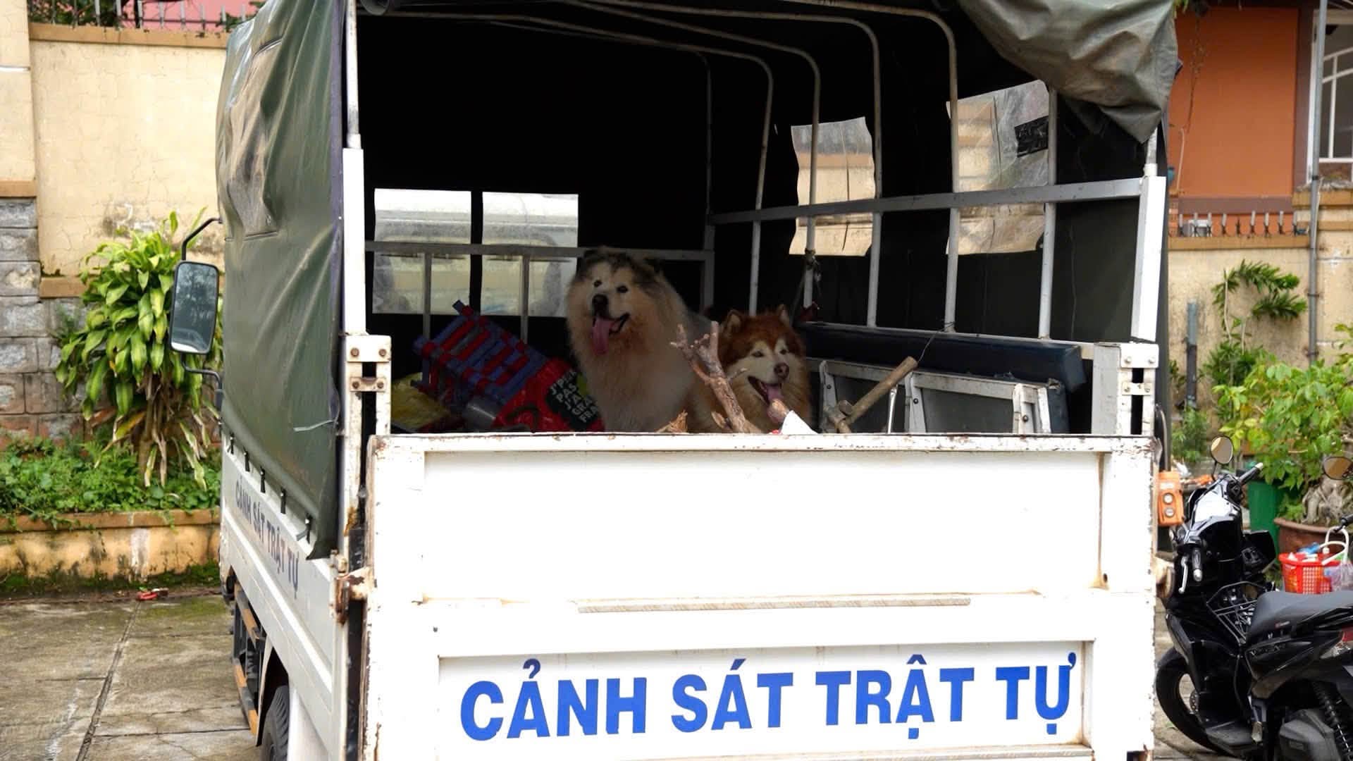 Công an làm rõ vụ đánh chó Alaska ở quảng trường Lâm Viên Đà Lạt- Ảnh 4.