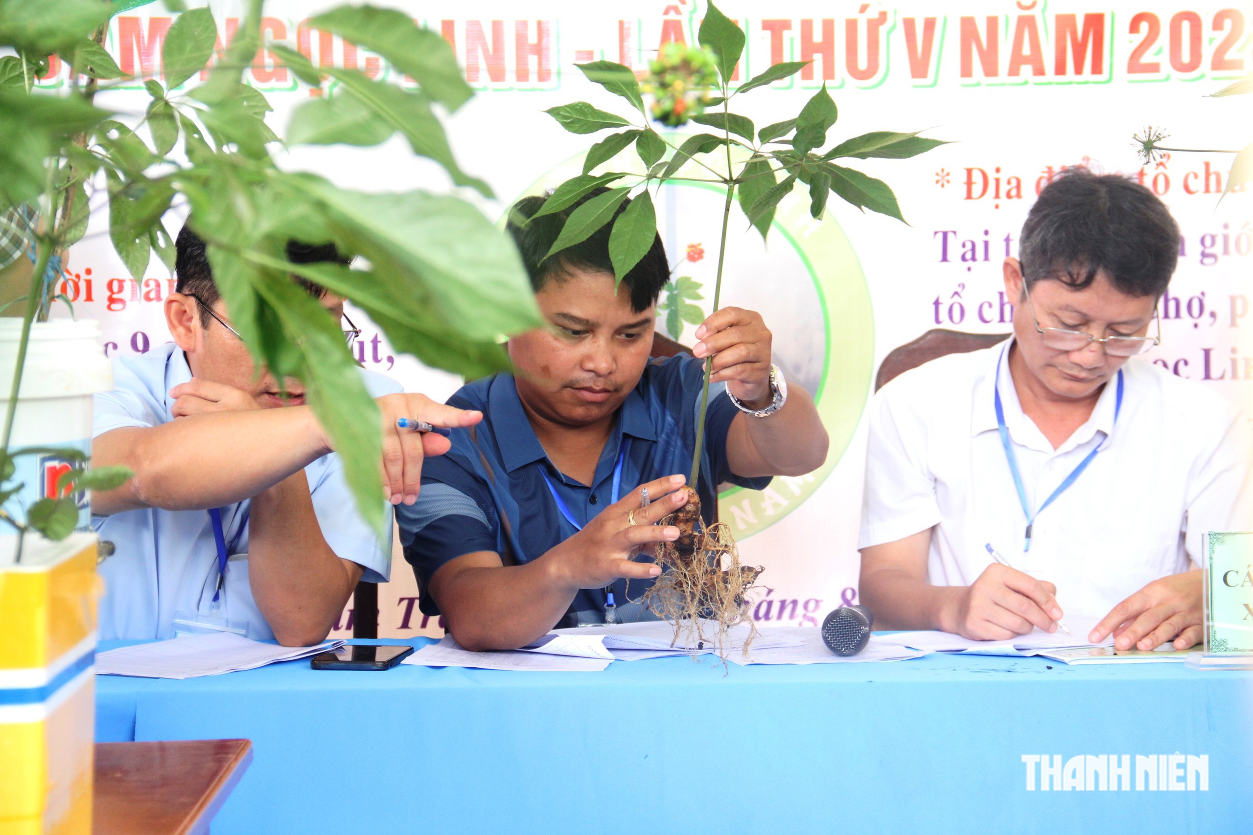 Mê trận sâm Ngọc Linh thật - giả: Làm sao biết đúng nguồn gốc?- Ảnh 6.