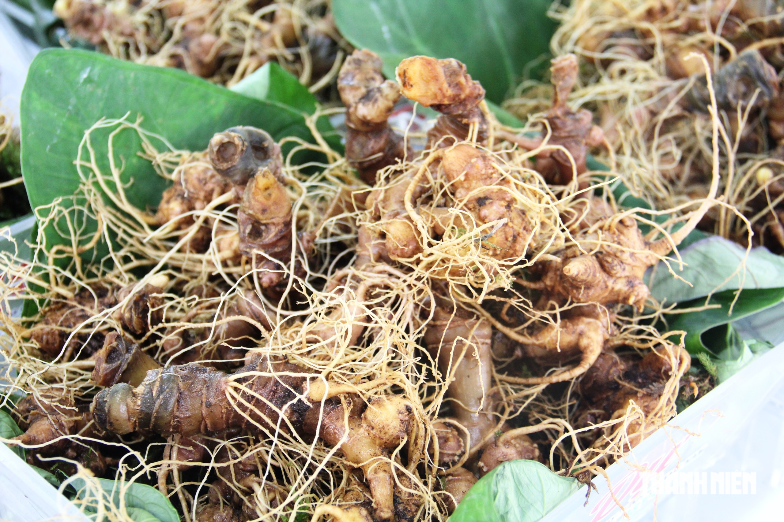 Mê trận sâm Ngọc Linh thật - giả: Làm sao biết đúng nguồn gốc?- Ảnh 2.