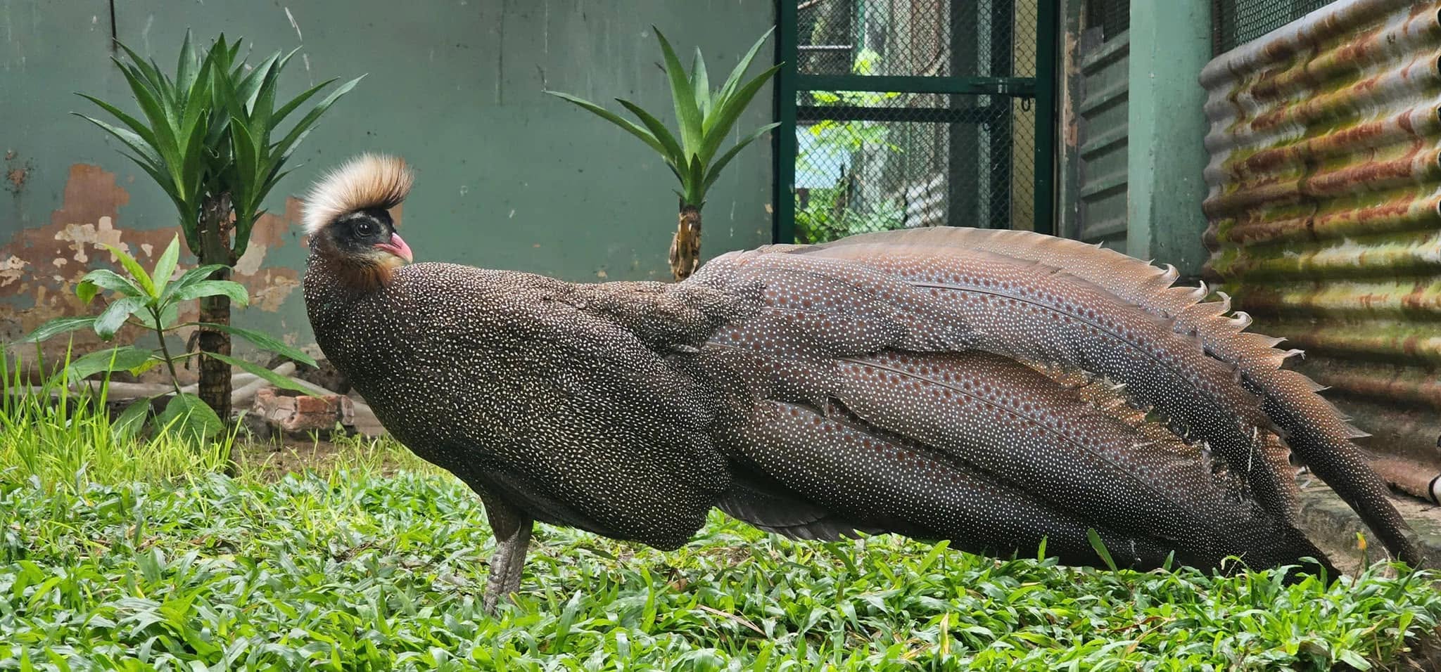 Hé lộ chuyện ít biết về chim trĩ sao trên logo Thảo Cầm Viên Sài Gòn - Ảnh 2.