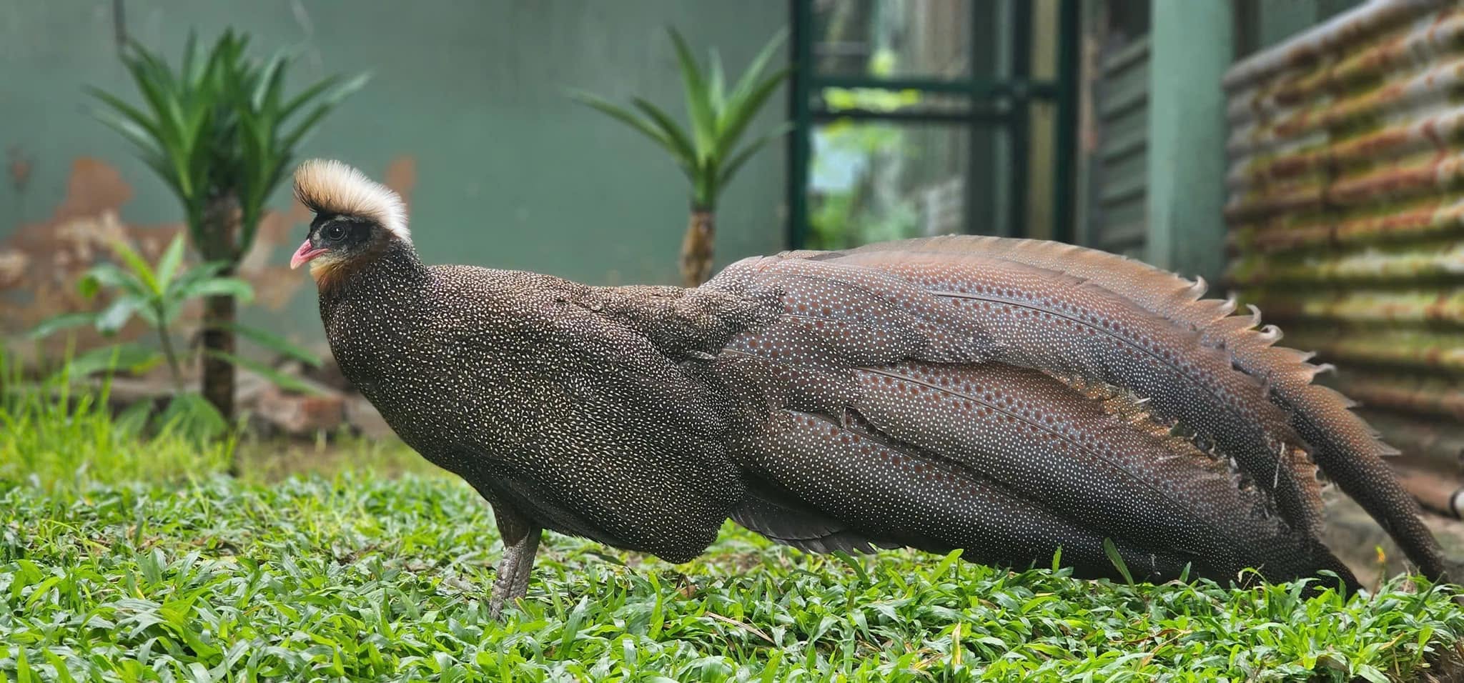 Hé lộ chuyện ít biết về chim trĩ sao trên logo Thảo Cầm Viên Sài Gòn - Ảnh 1.