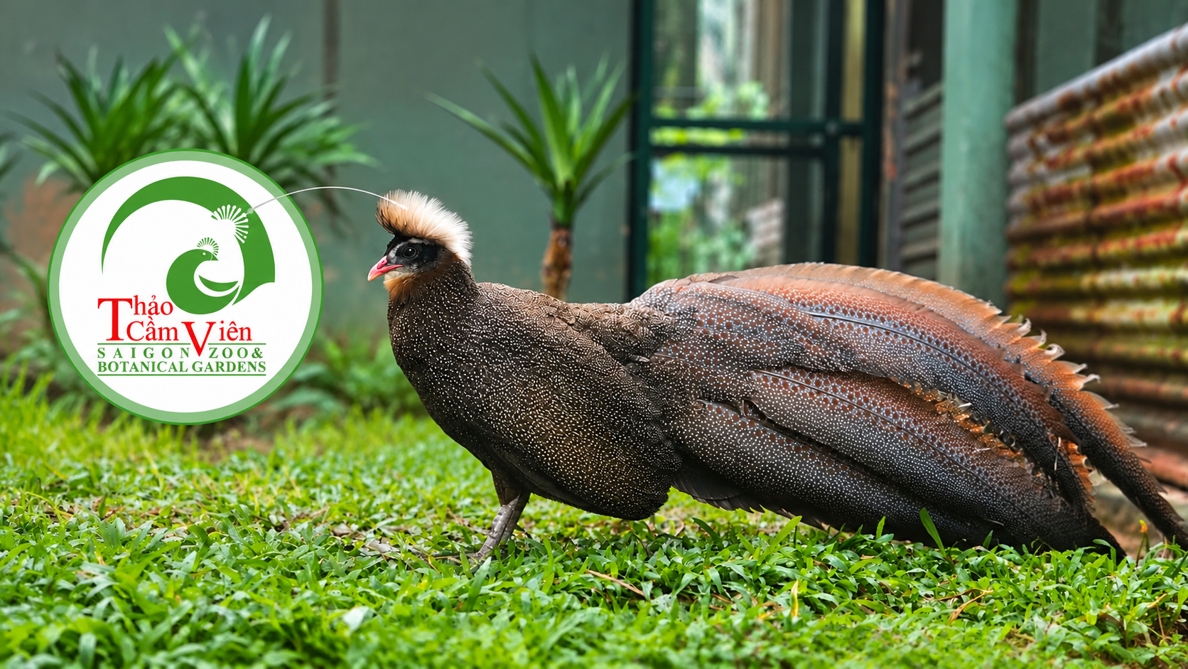 Hé lộ chuyện ít biết về chim trĩ sao trên logo Thảo Cầm Viên Sài Gòn - Ảnh 3.