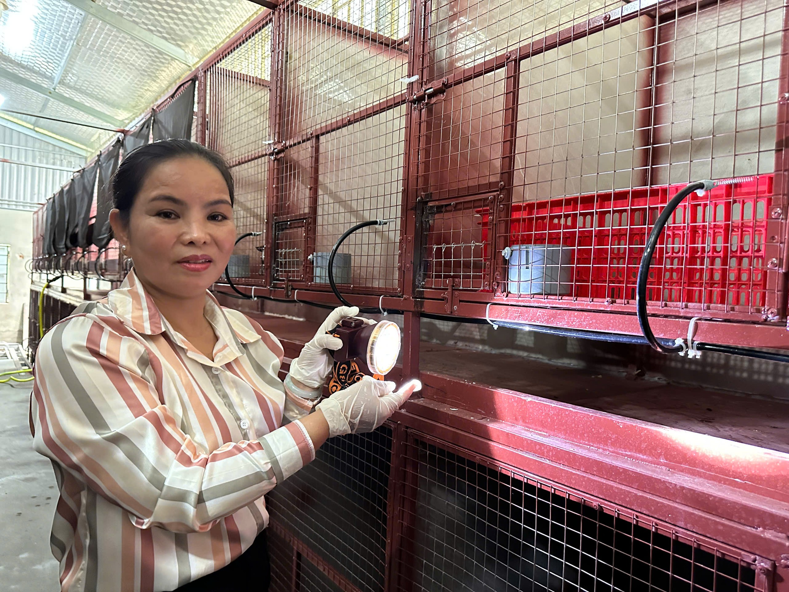 Kiếm tiền tỉ nhờ thức đêm 'se duyên' cho chồn hương- Ảnh 1.