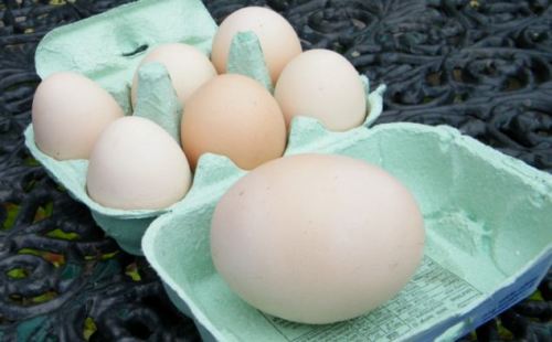 Quả trứng khổng lồ ở Anh - Ảnh: SWNS