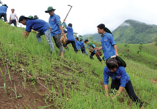 Sinh viên tình nguyện đang trồng rừng ở vùng cao Thanh Hóa 