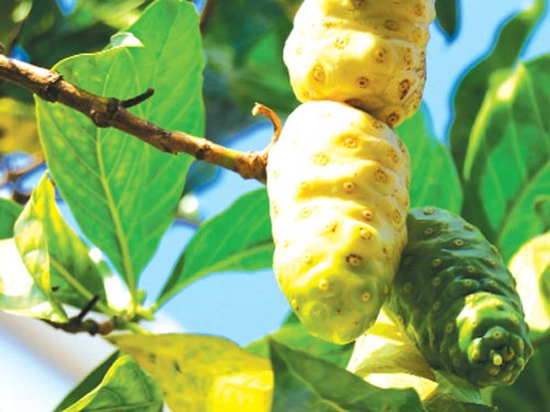 Món ăn bài thuốc chữa đau lưng 2