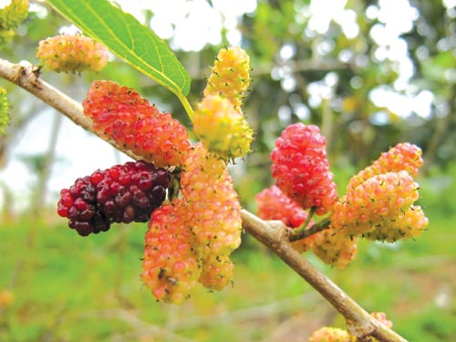 Món ăn bài thuốc chữa đau lưng 1