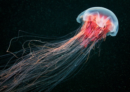 Chiêm ngưỡng những loài sinh vật đẹp nhất đại dương