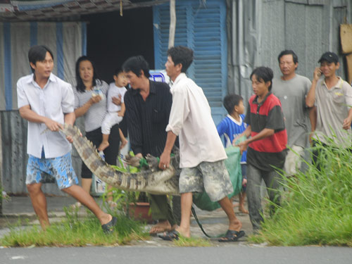 Truy bắt cá sấu sổng chuồng