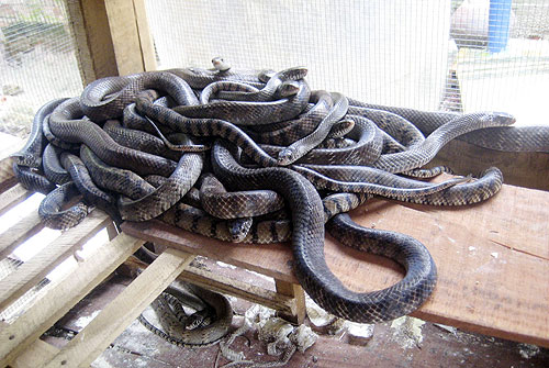 Trại rắn hổ trâu cho thu nhập hàng trăm triệu đồng ở Sóc Sơn Hà Nội