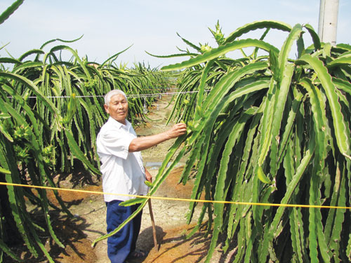 Thanh long thiếu điện