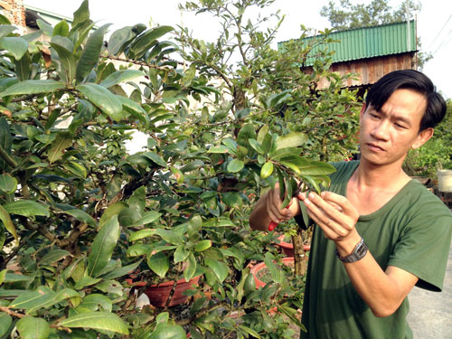 Tự tạo việc làm - tại sao không? - Thoát nghèo từ trồng mai kiểng
