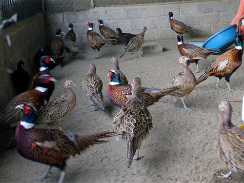 Một số bệnh ở chim trĩ trong quá trình chăn nuôi - Gà Thả Vườn