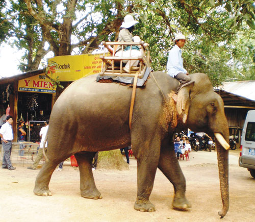 Lắc lư trên lưng voi