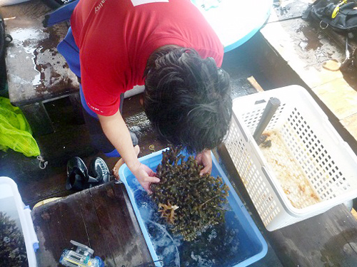phục hồi san hô cứng cù lao chàm