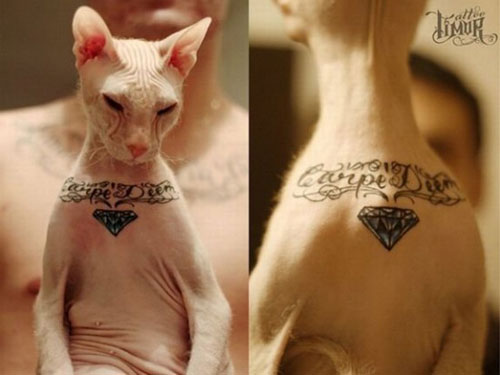 Mèo xăm SPHYNX  Quý ông Mèo Mặc vest  TooArt  Tattoo and Piercing Salon