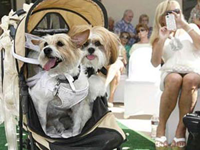 đám cưới cún