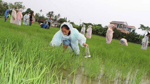 Học môi trường trên đồng ruộng