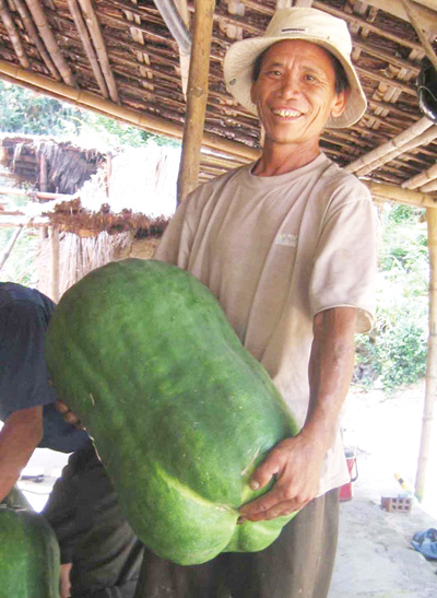 bí đao khổng lồ