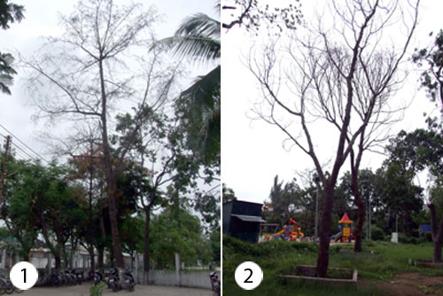 Cây chết khô trong công viên