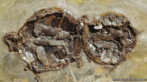 Pha cụp lạc hóa thạch của rùa 47 triệu năm