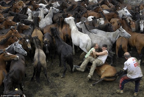 Lễ hội “vật ngựa” ở Brazil