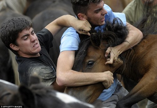 Lễ hội “vật ngựa” ở Brazil