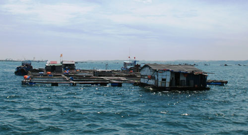 Nuôi trồng thủy sản trên vịnh Cam Ranh: Nhiều tổ chức, cá nhân sai phạm