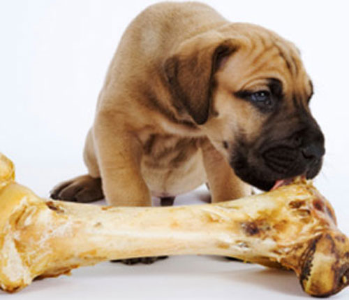 Lý giải vì sao chó thích gặm xương