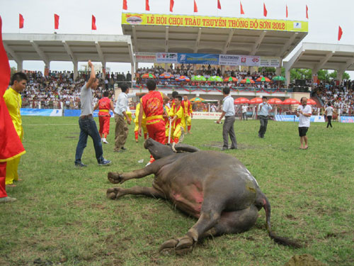 Thót tim xem  vòng đấu loại chọi trâu Đồ Sơn 2012 10
