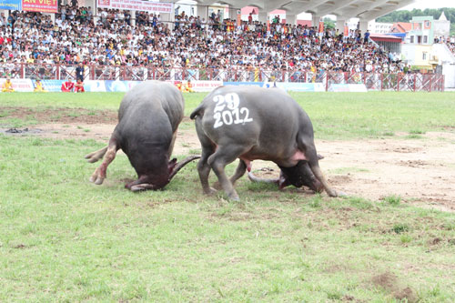 Thót tim xem  vòng đấu loại chọi trâu Đồ Sơn 2012 8