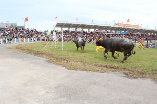 Thót tim xem  vòng đấu loại chọi trâu Đồ Sơn 2012 9