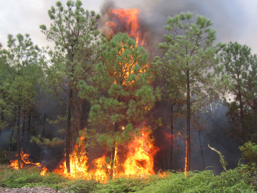 Lại cháy rừng dữ dội, hàng chục ha rừng thông bị thiêu rụi 2