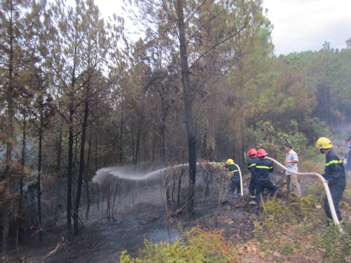 Lại cháy rừng dữ dội, hàng chục ha rừng thông bị thiêu rụi 4