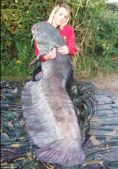 Câu được con cá trê 54 kg