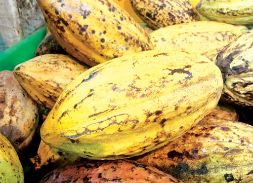 Ca cao cải thiện não bộ ở người già