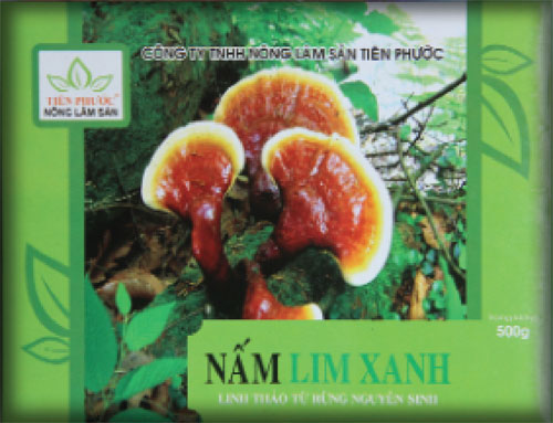 Nấm lim xanh hỗ trợ điều trị một số bệnh nan y