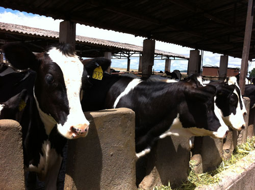 Một trang trại cung cấp sữa cho FCV