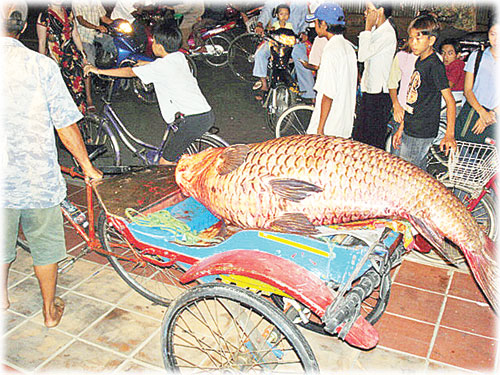 Cá hô xuất hiện nhiều ở Vàm Nao